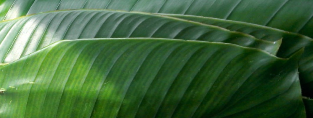 How to Keep Your Moi-Moi Leaves Fresh How to Keep Your Moi-Moi Leaves Fresh